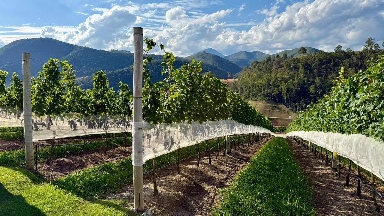 Rota dos Vinhos coloca Teresópolis na vanguarda do enoturismo fluminense