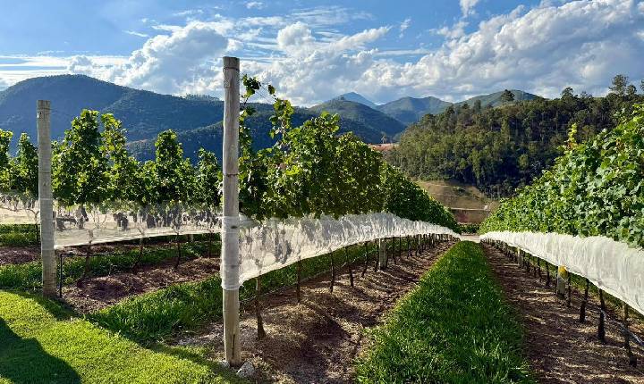 Rota dos Vinhos coloca Teresópolis na vanguarda do enoturismo fluminense