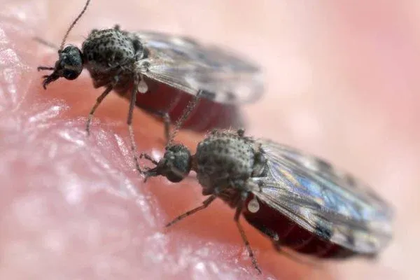 Estado do Rio tem três mortes confirmadas pela Febre Oropuche