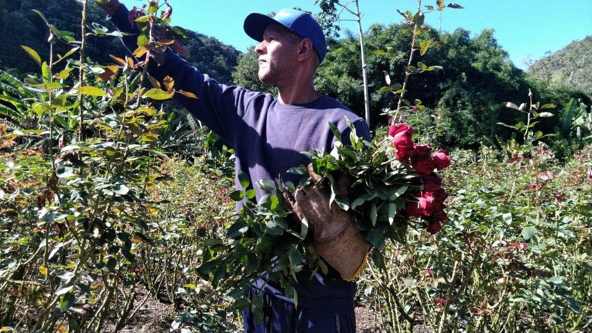Setor de floricultura prevê aumento de até 8% nas vendas deste Dia das Mães