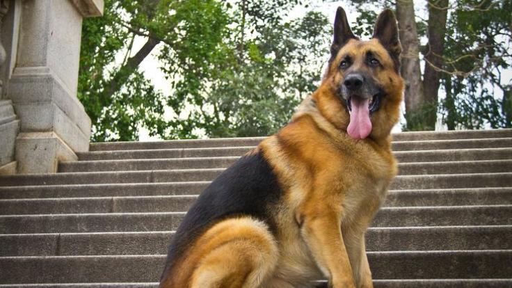4º Encontro de Unidades K9 de Teresópolis reúne forças policiais para importantes provas de detecção e intervenção