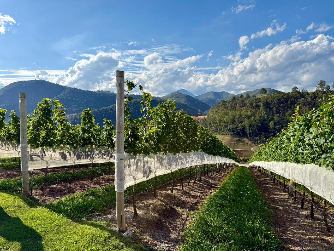 Rota dos Vinhos coloca Teresópolis na vanguarda do enoturismo fluminense